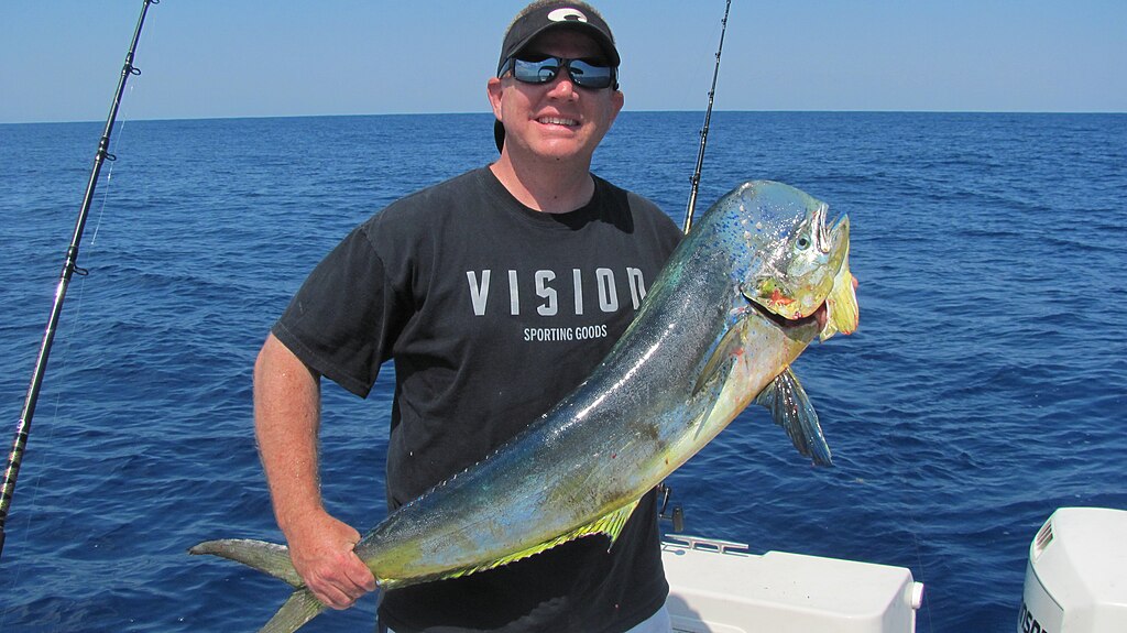 Male mahi mahi caught off the coast of Hatteras NC.