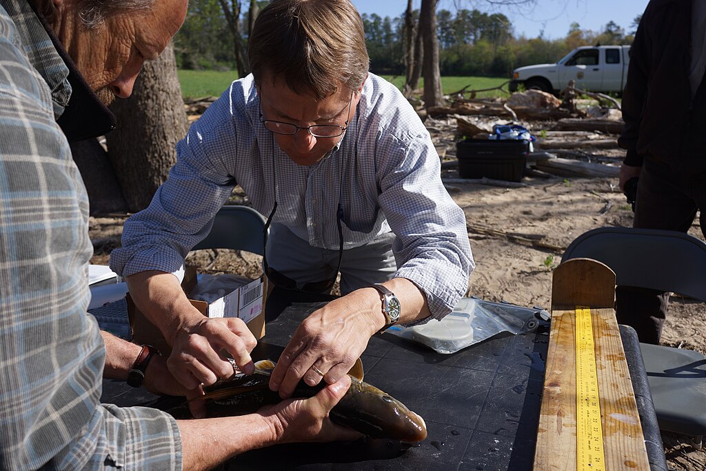 Fish tagging programs; Mark Cantrell tagging a fish.