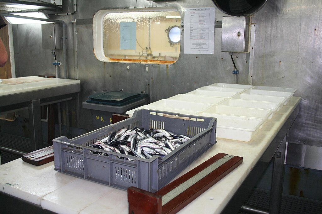 A crate full of silvery fish rests on a stainless steel table in a ship's processing area. White containers are lined up; the setting feels industrial.