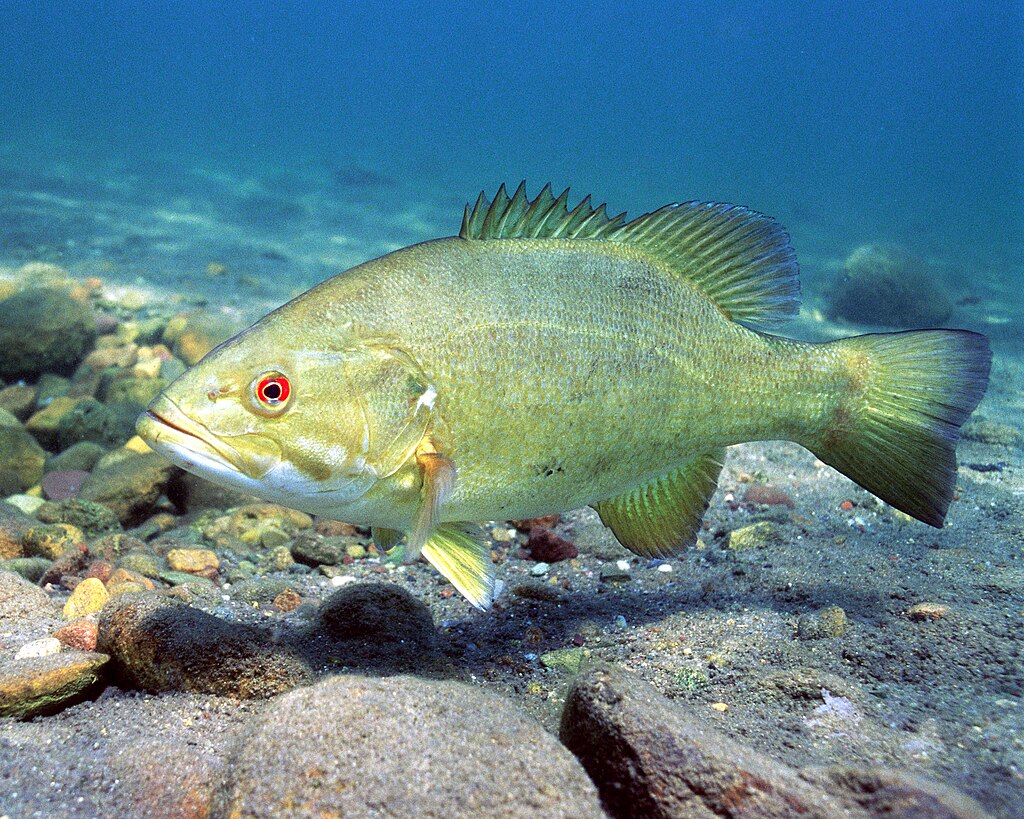 Smallmouth Bass (Micropterus dolomieu).