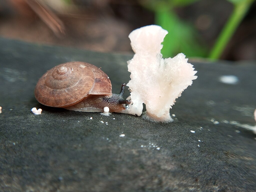 A small snail with a brown, spiraled shell crawls beside a piece of white fungi on a dark, textured surface. The background is softly blurred with greenery.