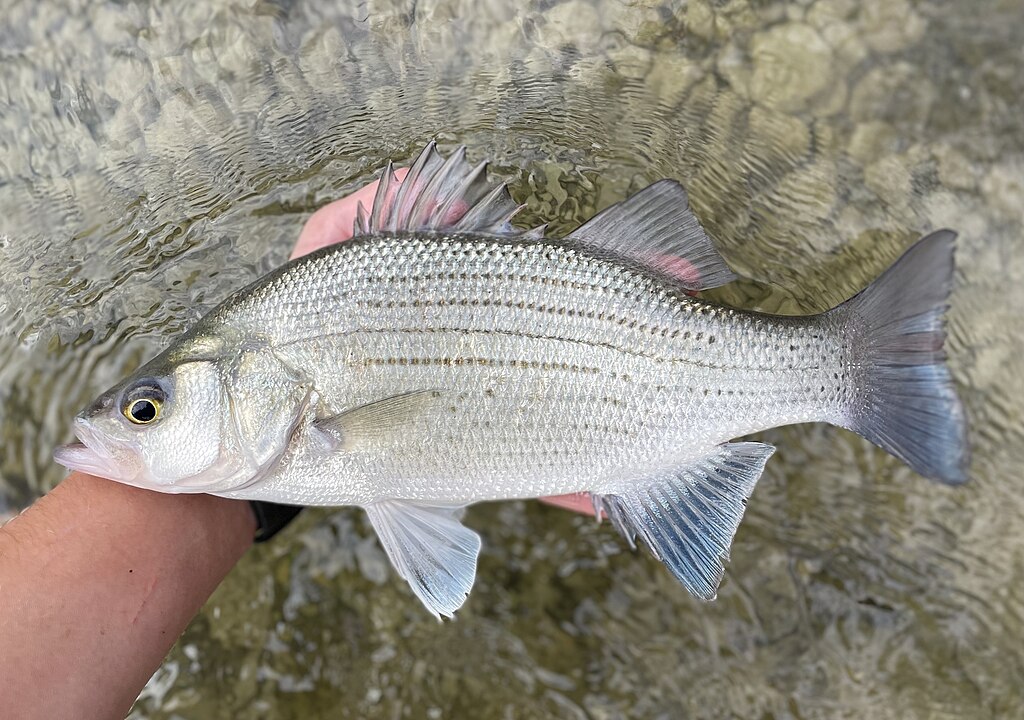 White bass.