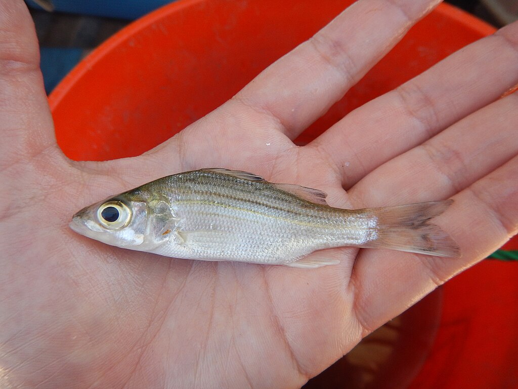 A tiny silver fish with distinctive stripes lies across a person's palm. The background is an orange bucket, highlighting the fish's detail.
