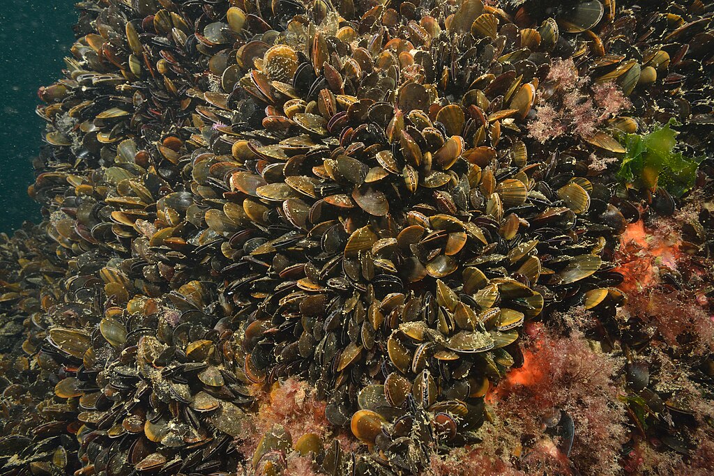 The common mussel ( Mytilus edulis ) is a bivalve mollusc that lives on hard surfaces in the intertidal zone, mainly in the North Atlantic, in the English Channel, but it can be cosmopolitan.