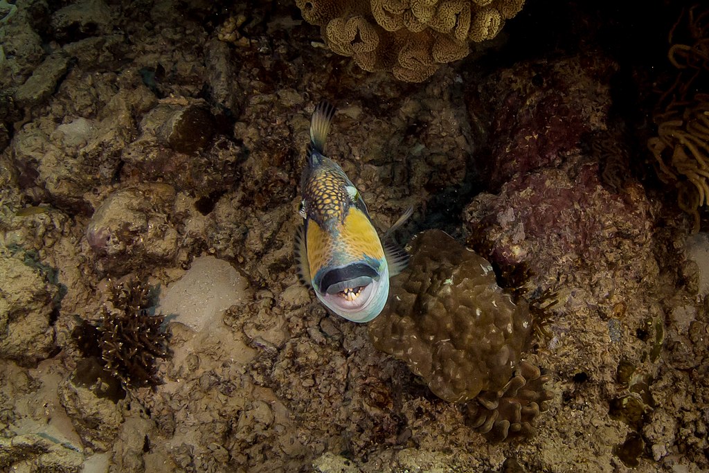 Assumend to be in Great Barrier Reef Marine Park. Triggerfish are known for being really territorial and even snap against divers when they come close. This fellow had such a friendly and interactive behaviour towards me and the camera.