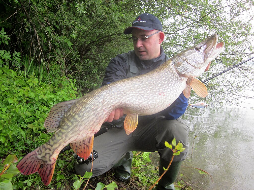 Northern pike caught on a lure in lake Finzula,Croatia.