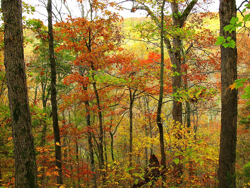 Autumn Hike on Ozark Highlands Trail.