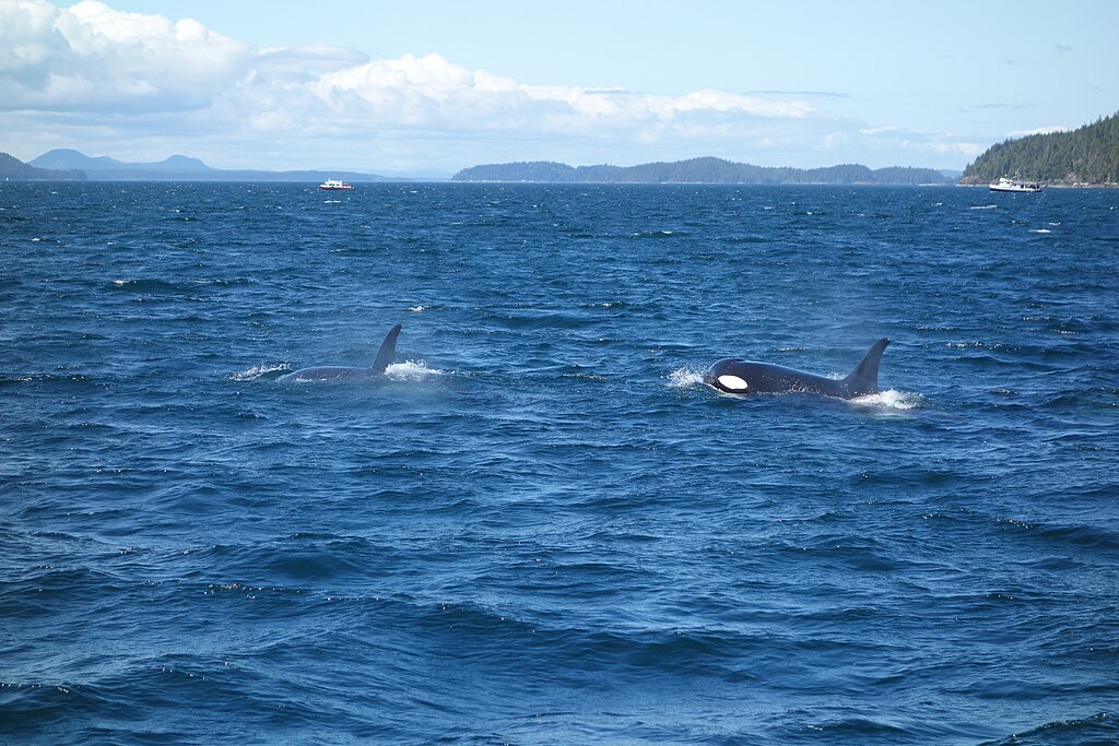 Two orcas swimming in a deep blue ocean under a partly cloudy sky, with distant islands and boats visible, creating a serene and majestic scene.
