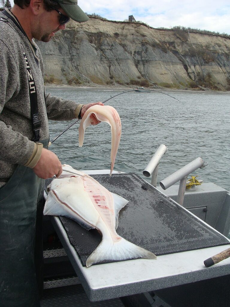 Fileting of Pacific Halibut taken in Cook Inlet, Alaska.