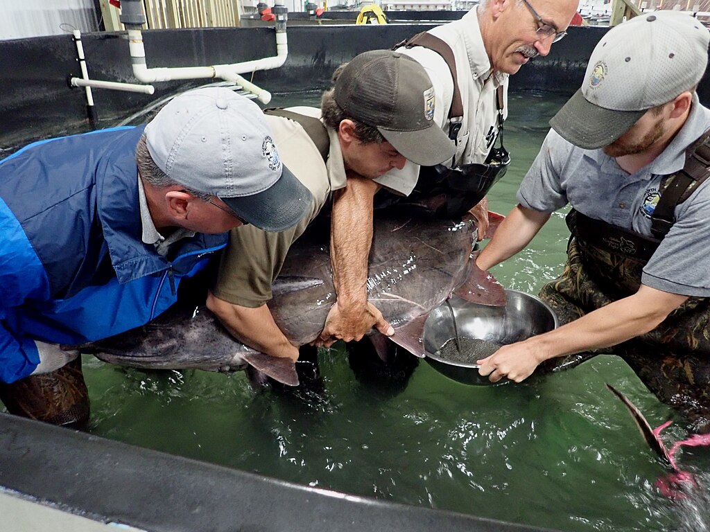 Four people in uniforms hold a large fish in a tank, working together with a bowl to collect its eggs. The scene is focused, cooperative, and scientific.