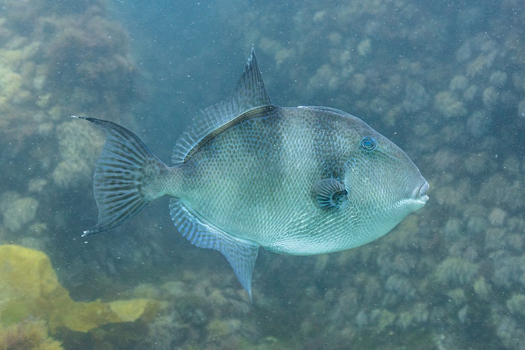 40 centimetres (16 in) long Grey triggerfish (Balistes capriscus), Arrábida National Park, Portugal.