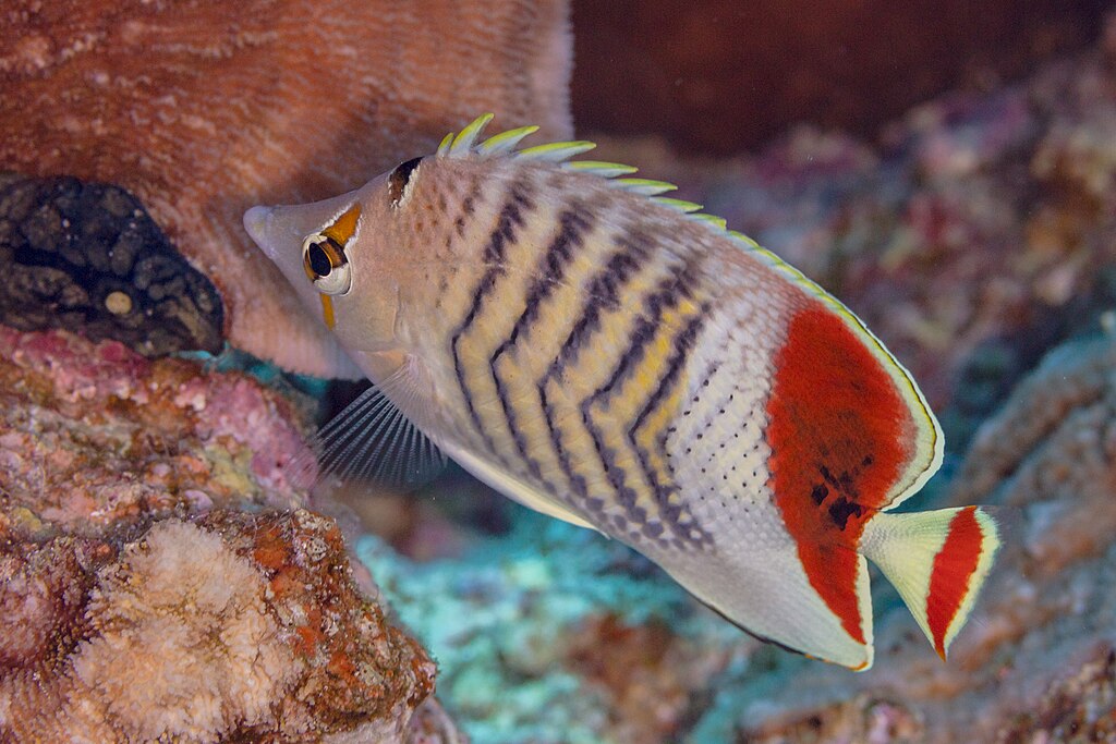 A colorful fish with yellow spines and black stripes swims near coral. Its body is marked with vibrant red and white patterns, set in a serene underwater scene.