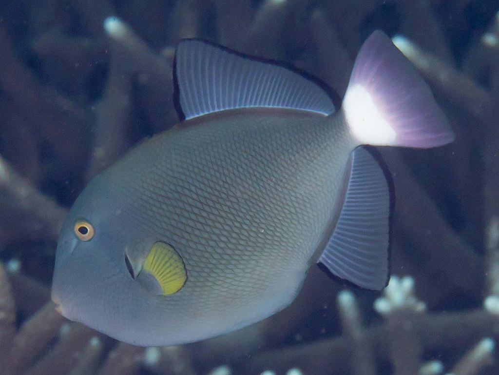 Pinktail triggerfish (Melichthys vidua). Raja Ampat