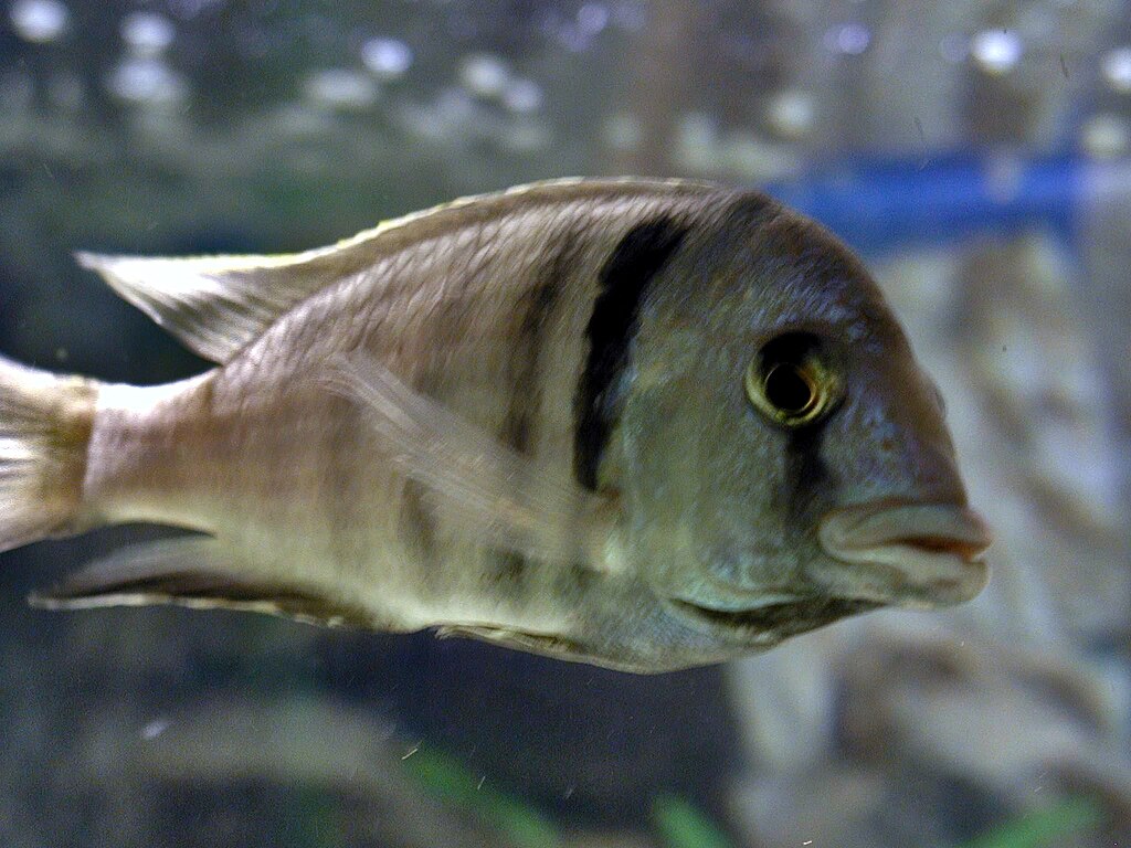 Close-up of a fish swimming in an aquarium, showing its striped scales and prominent eye. The soft-focus background creates a serene underwater feel.