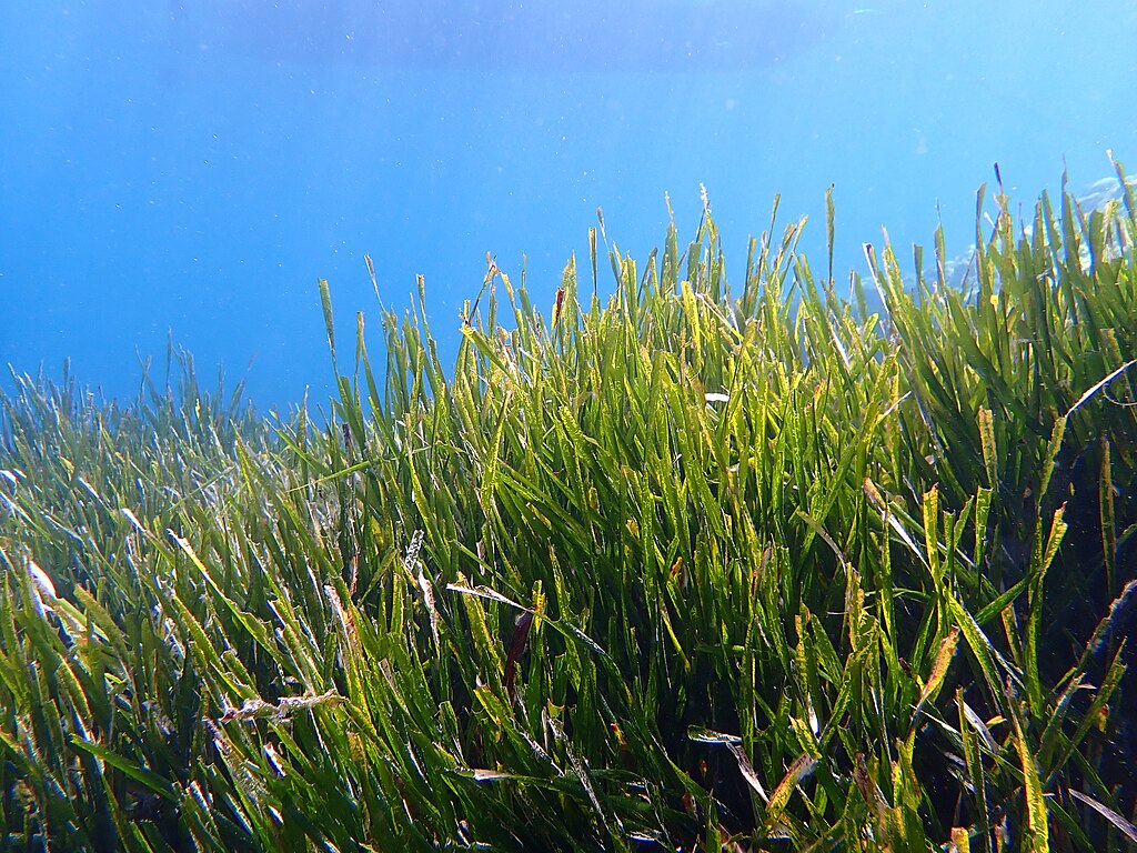 Posidonia oceanica observed at La Ciotat.