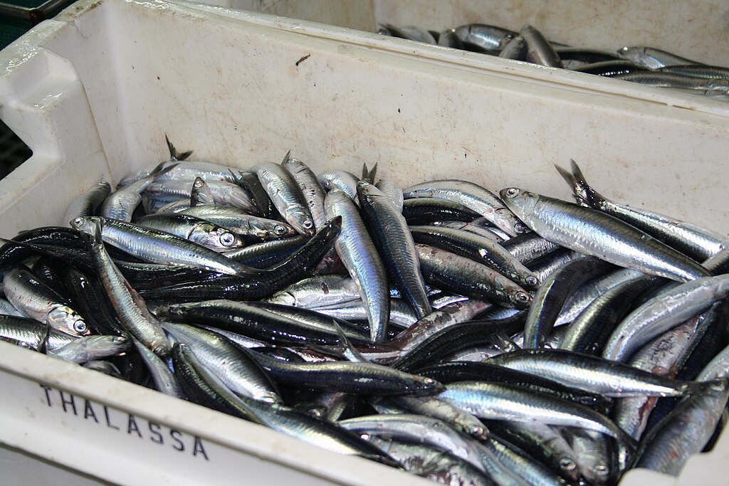 A white container filled with shiny, silver fish, likely sardines, stacked closely together. The setting suggests a market or fishing environment.