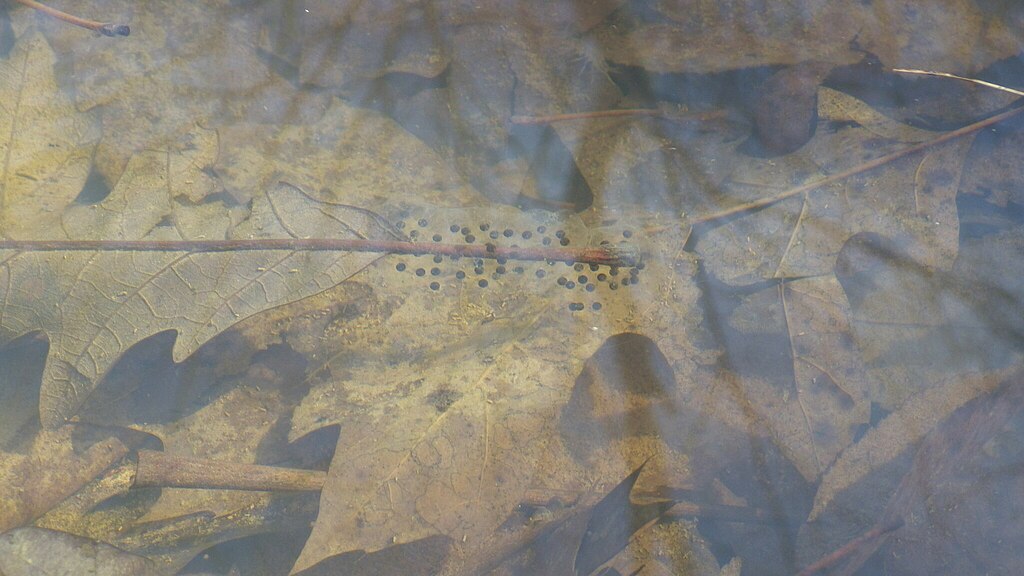 Submerged autumn leaves in clear water with long strands of frog eggs; dotted with black embryos. Calm, earthy tones evoke a serene, natural scene.