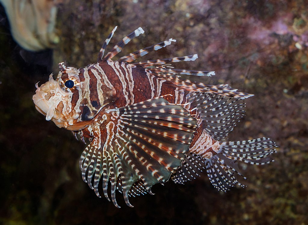 Red lionfish.