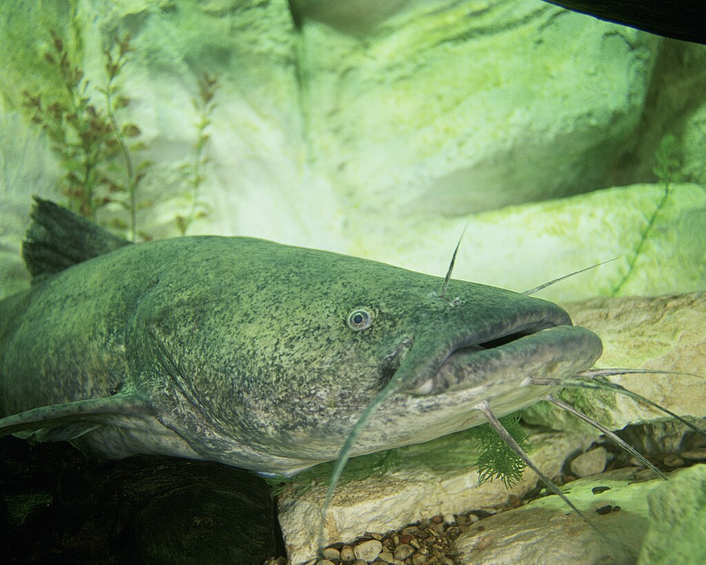 Close-up of a large catfish resting on river rocks, surrounded by green aquatic plants. The scene has an underwater feel, conveying a peaceful, natural environment.