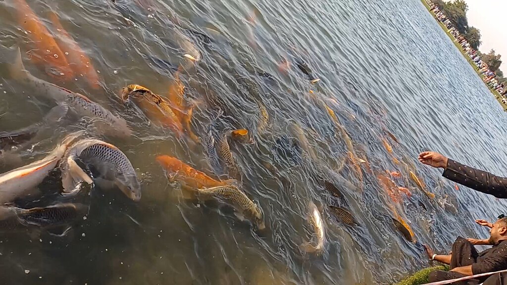 A group of colorful koi fish swims near the surface of a lake as a person extends a hand, possibly to feed them. The scene is lively and dynamic.