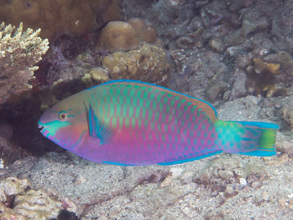 A brightly colored parrotfish with vibrant blue, green, and pink hues swims over a rocky coral reef, displaying a calm, serene underwater scene.