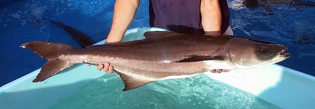 A person in a dark shirt holds a large, sleek brown cobia fish over a light blue tank filled with water. The setting suggests a calm, controlled environment.
