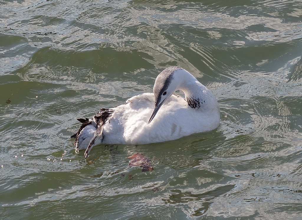 A white and gray grebe floats calmly on rippling green water. Its head is turned downward, creating a serene and peaceful scene.
