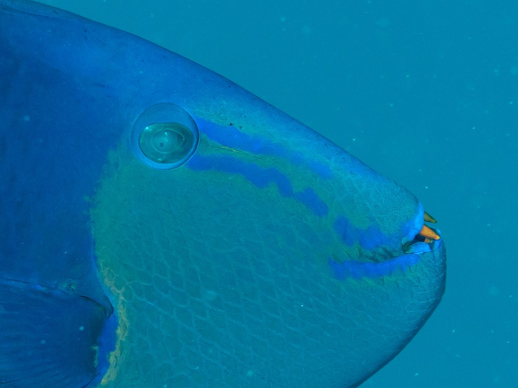 Redtooth triggerfish (Odonus niger) - Raja Ampat, Indonesia