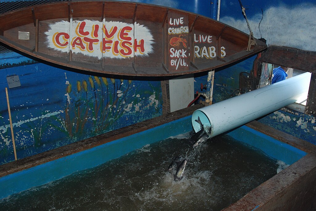 A catfish splashes out of a white pipe into a blue tank under a wooden boat sign reading "Live Catfish." The setting has a lively, rustic feel.