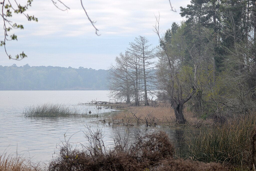 An inlet of the Toledo Bend Reservoir in the Indian Mounds Wilderness Area of Sabine National Forest, Sabine County, Texas, 20 March 2024 (31.2977˚N, 93.7319˚W 52 m. elev.).