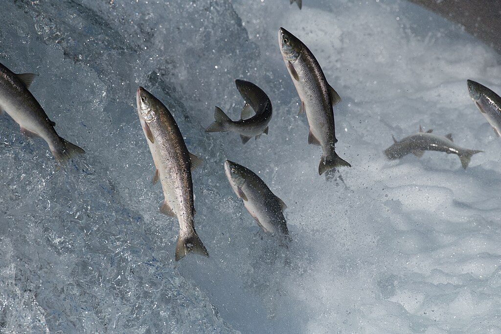 Salmon attempting to jump Brooks Falls.