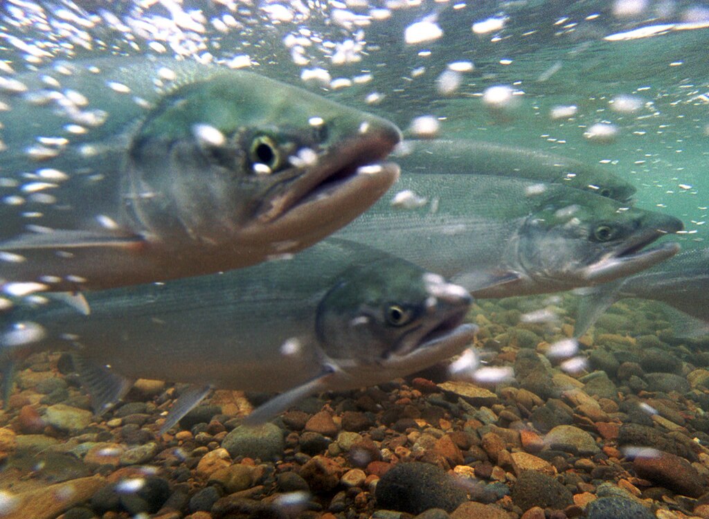 Salmon migration.