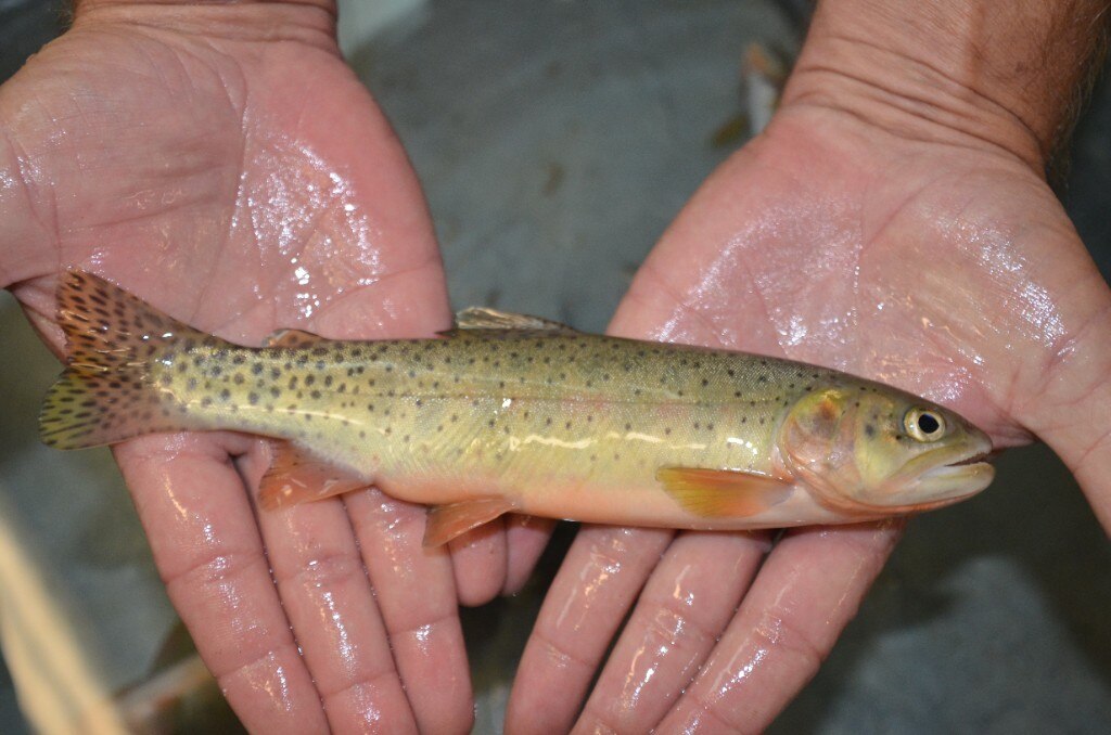 Hands holding a small fish with light, speckled skin and a golden hue. The fish appears vibrant and healthy against the gentle grasp of wet hands.