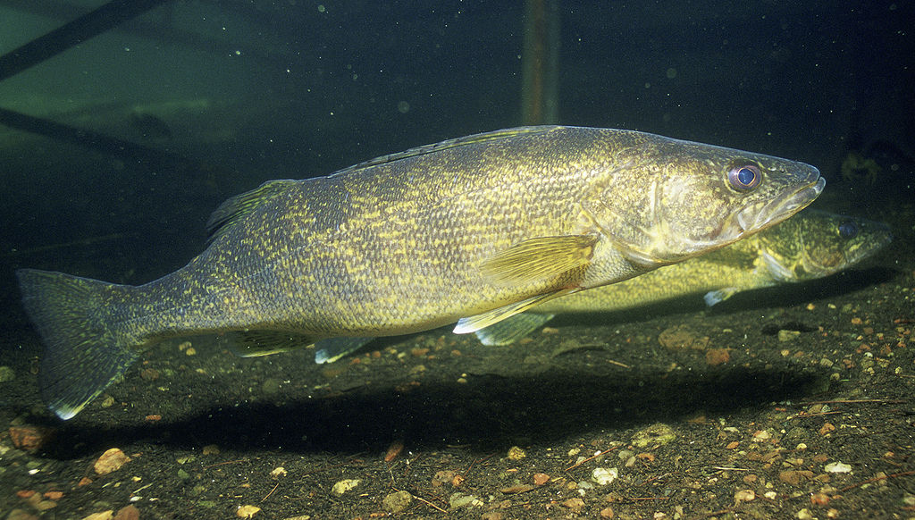 Walleye (Sander vitreus, formerly Stizostedion vitreum)