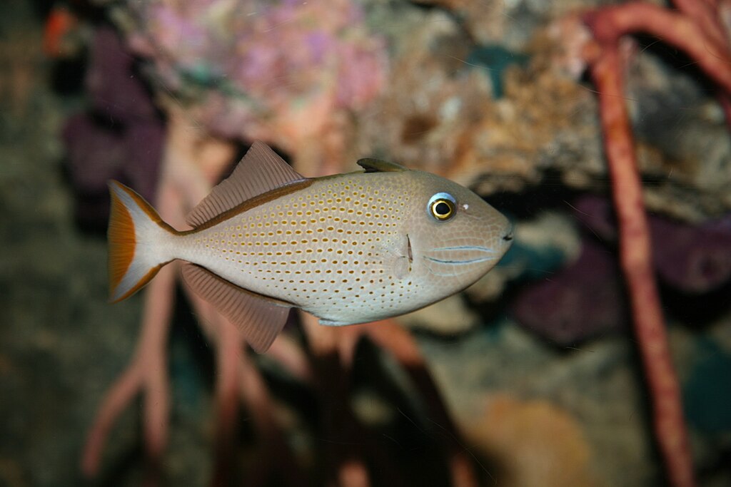 Triggerfishes are members of the family Balistidae, sometimes considered one of the more evolutionarily advanced families of marine fish.