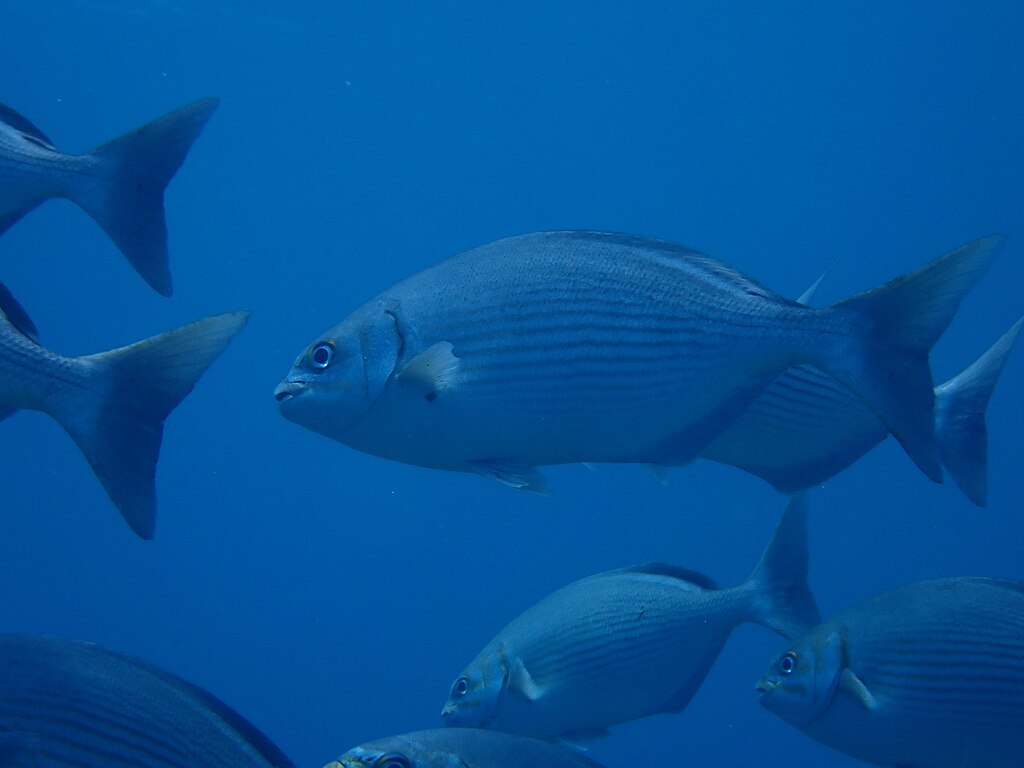 A school of snappers in Cortez sea, La Paz.