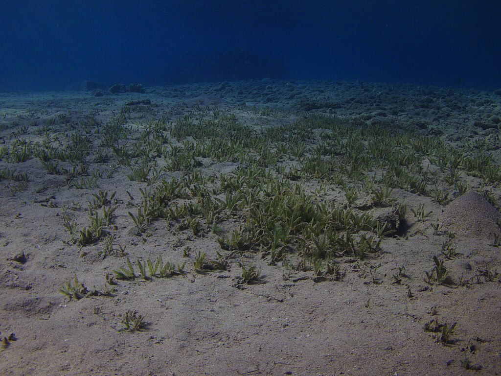 Seabed with seagrass.