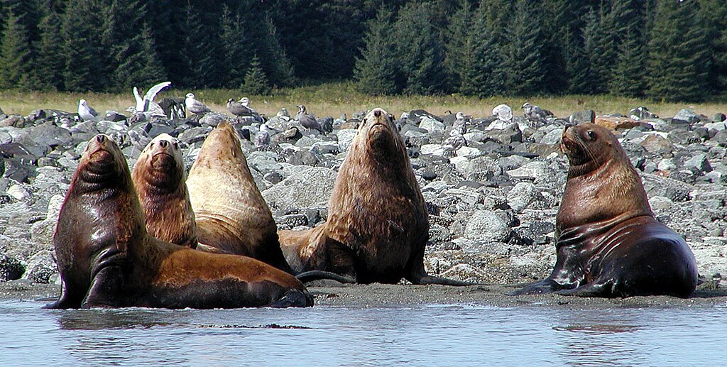 Sea lions rest on a rocky shore, with five standing upright. Seagulls fly above, and a forested area is visible in the background. The scene feels serene.
