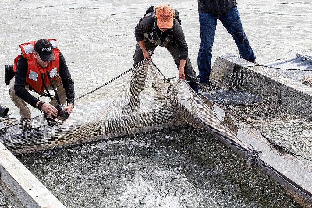 Two men using nets to capture fish in a waterway. One holds a camera and wears an orange life vest, while the other wears an orange cap, focusing on their task.