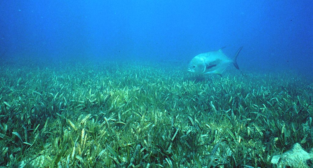 Healthy seagrass with a Permit (Trachinotus falcatus) in the background