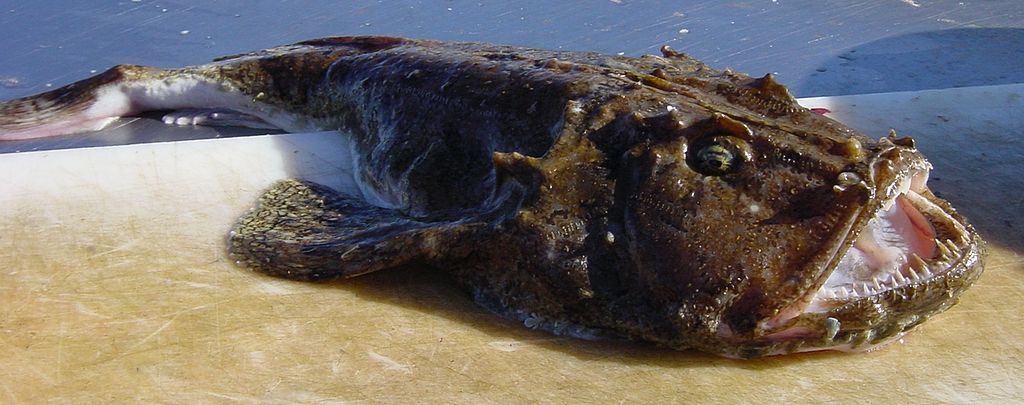 A brown, rough-textured monkfish with a large mouth and sharp teeth lies on a cutting board, set against a metallic background, creating a stark, intense tone.