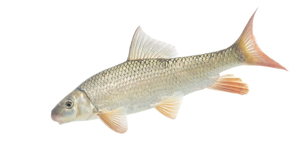 Redhorse Suckers: The Spring Delicacy