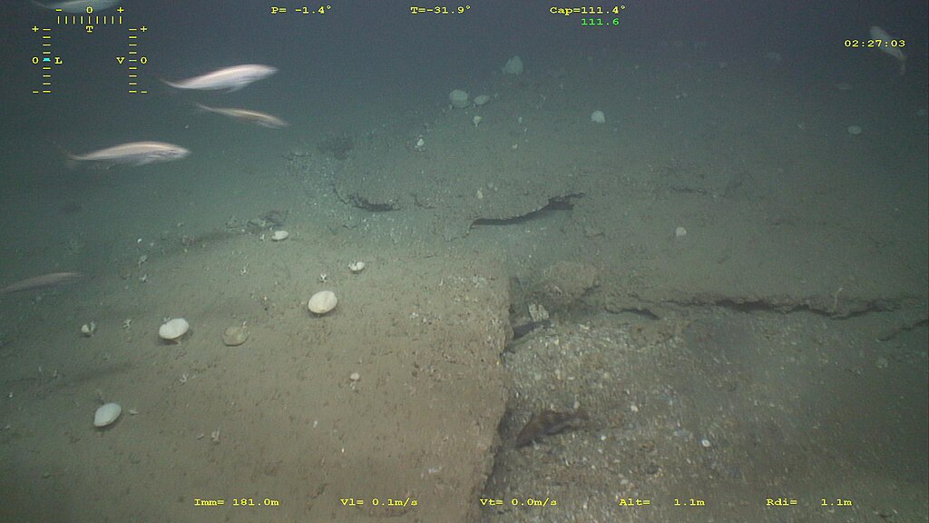 Underwater scene showing a sandy seabed with scattered shells, three fish swimming by, and visible measurement data overlay. The atmosphere is calm and serene.
