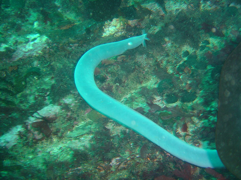 A pale blue hagfish glides through the ocean, its slender, eel-like body prominent against a textured, greenish seabed. The scene conveys a serene, mysterious underwater ambiance.