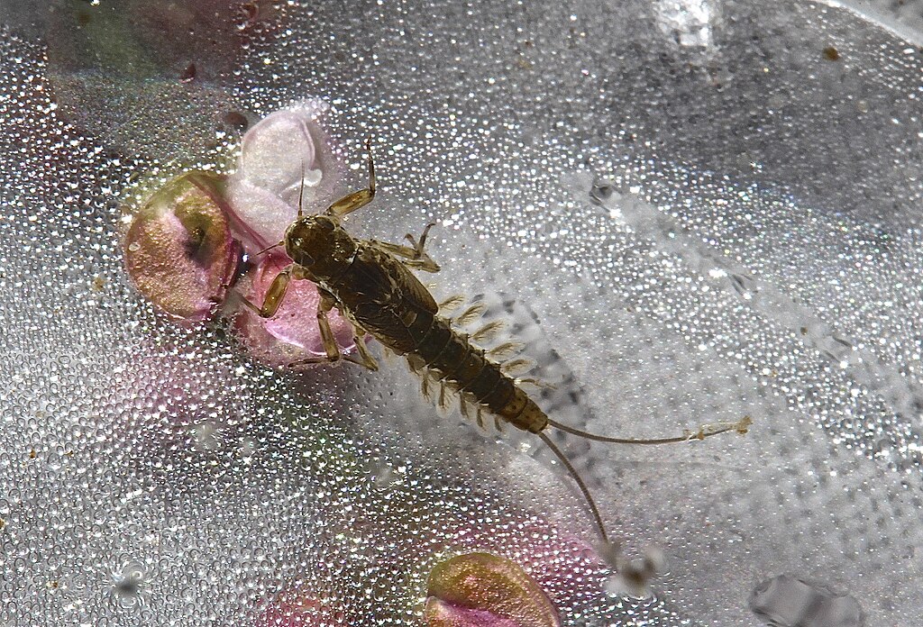 Close-up of a mayfly nymph on a wet surface with bubbles. The insect is brown with a segmented body and is set against a pinkish, textured background.