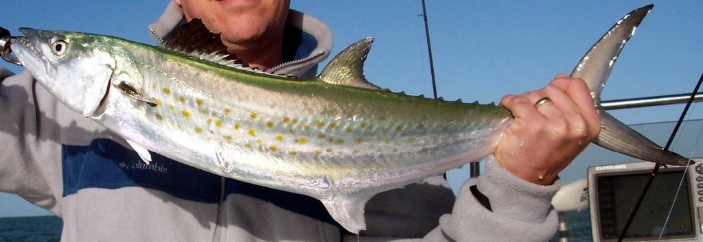 A person holds a large kingfish horizontally on a boat against a clear blue sky. The fish has a silvery body with yellow spots and a streamlined shape.