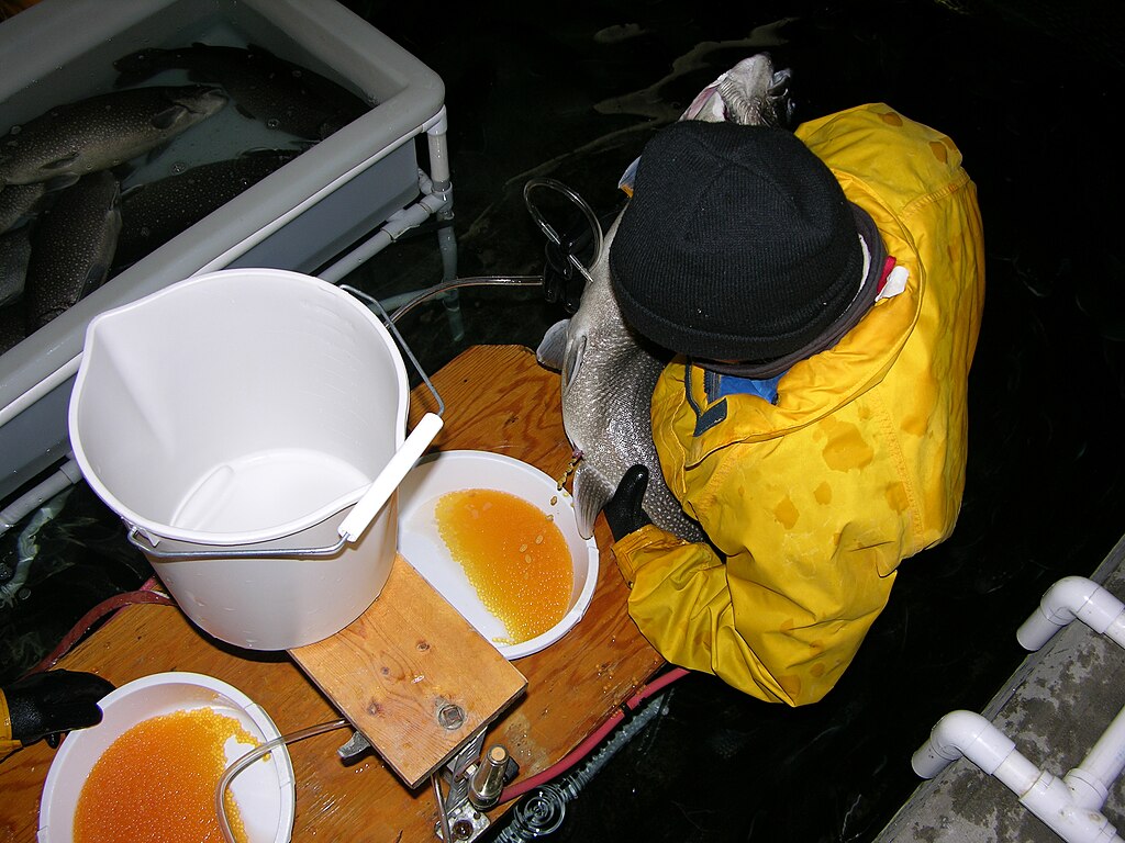 A person in a yellow raincoat holding a large fish over a wooden table with two bowls containing orange fish eggs. Nearby is a white bucket and a tank with more fish.