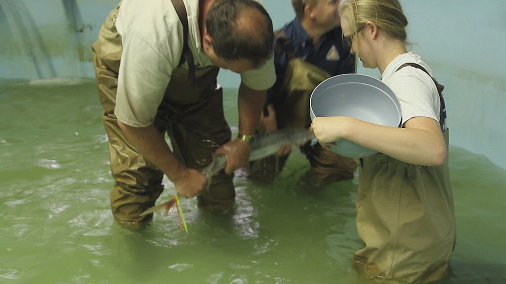 Three people in waders stand in shallow water, handling a fish. One person holds a bucket. The setting is a controlled aquatic environment.