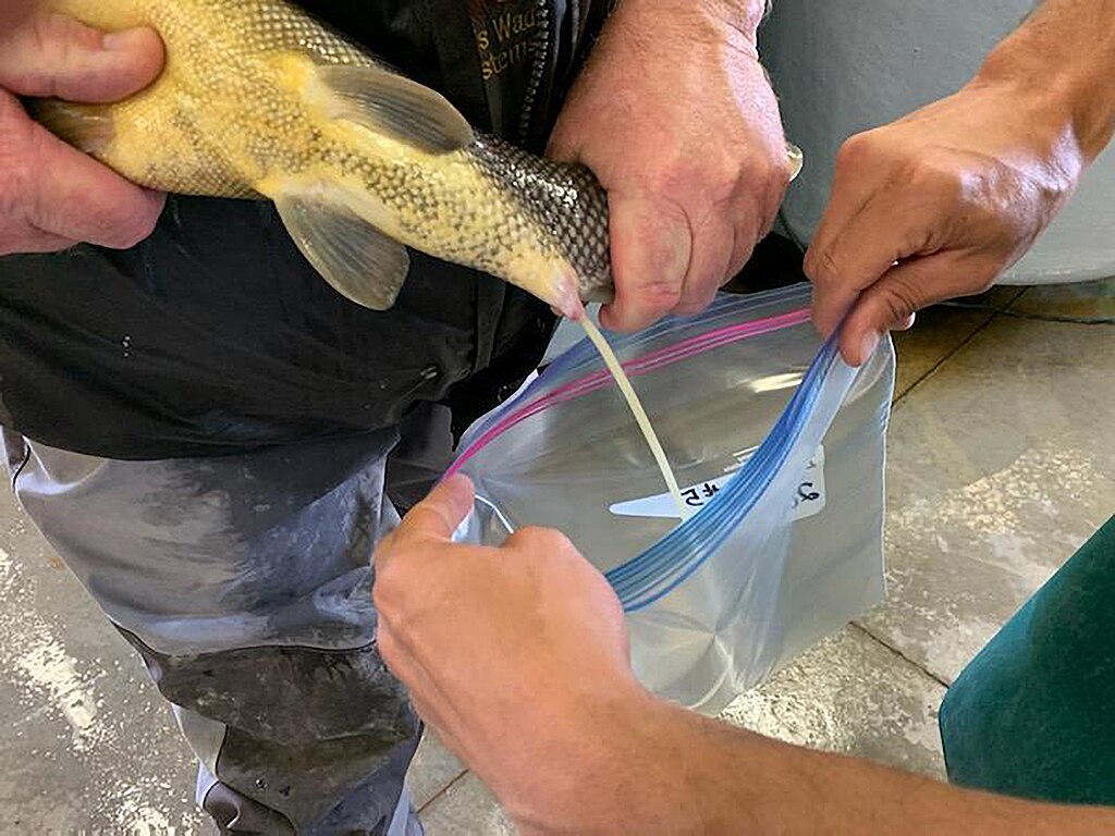 A fish being milked into a plastic bag by two people's hands, showing a hands-on approach to fish breeding. The setting is practical and scientific.