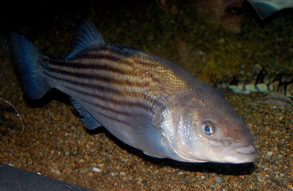 A striped fish with blue and brown tones swims above a sandy seabed. Its eye is visible, and its fins are slightly spread, conveying a calm ambiance.